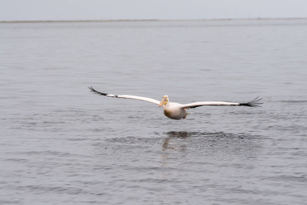 istock Pelican in Walvis Bay 1518799998