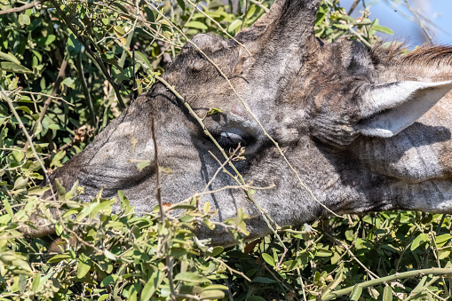 Closeup of an Angolan Giraffe - Giraffa giraffa angolensis- head while its eating leaves from a bush, in Chobe national park, Botswana.