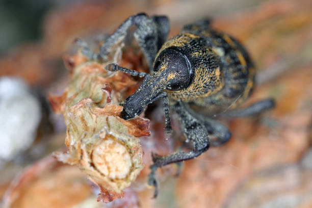 Large Pine Weevil (Hylobius abietis) eating the bark from a pine branch. Large Pine Weevil (Hylobius abietis) eating the bark from a pine branch. pine weevil hylobius abietis stock pictures, royalty-free photos & images