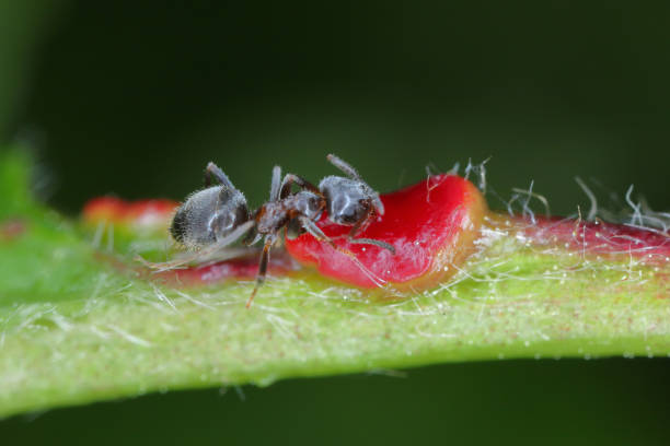 istock black ant, common black ant, garden ant (Lasius niger), feeding on the extraflora nectaries on a cherry leaf. 1518807012