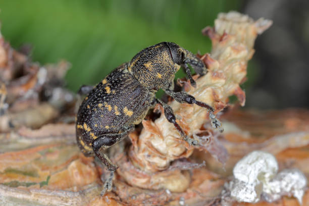 istock Large Pine Weevil (Hylobius abietis) eating the bark from a pine branch. 1518807337