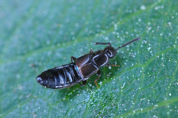 adulto depredador del escarabajo rove, staphylinidae. - asnillo fotografías e imágenes de stock