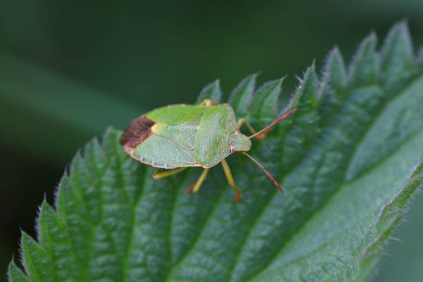 Smogged Bug 1,100+ Green Shield Bug Photos Stock Photos, Pictures & Royalty-Free ...