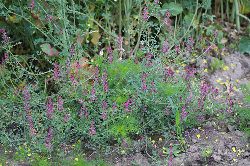 Common Fumitory (Fumaria officinalis) common weed in agricultural and horticultural crops