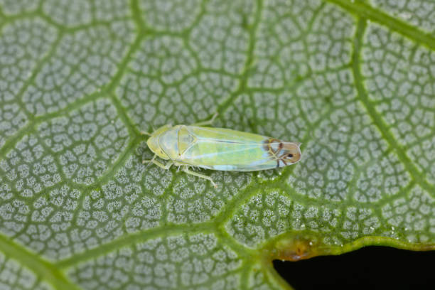 istock Zyginella pulchra - leafhopper (Cicadellidae) on the underside of a maple leaf. 1518808973