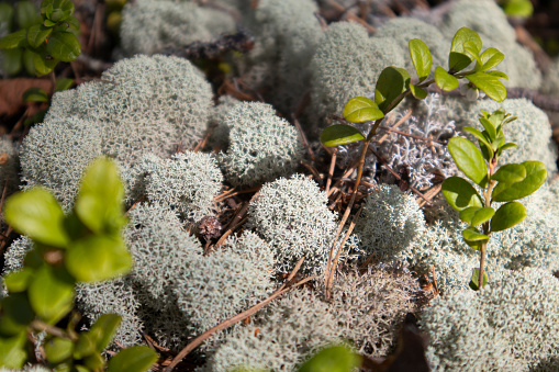 Lichen, Healthy eating, Nature, Forest, Reindeer