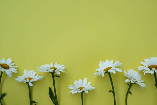 istock Spring or summer background with copy space for text: daisies, white flower with yellow heart. Flat lay, top view, copy space. 1518843501