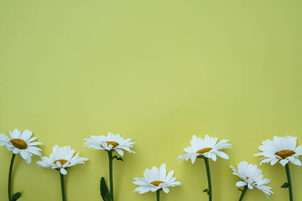 istock Spring or summer background with copy space for text: daisies, white flower with yellow heart. Flat lay, top view, copy space. 1518843502