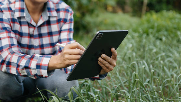 istock Farmer woman using digital tablet computer in field, technology application in agricultural growing activity, 1518878189