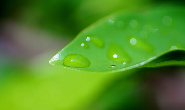 istock Droplets on green leaf, Nature background close up 1518884147