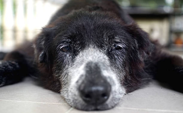 istock Close up black dog face lay down on floor 1518884149