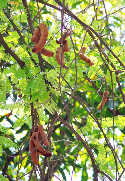 istock Tamarind fruit and leaf, Ingredient for Thai cuisine 1518884161