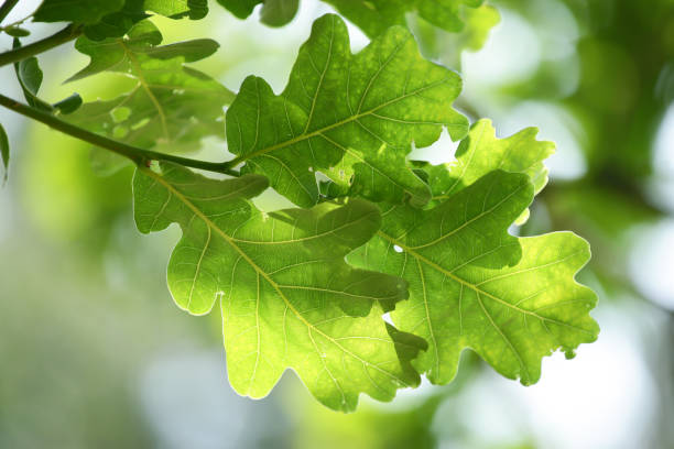 istock macro of green oak leaves on a tree 1518890949
