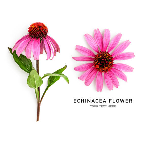 istock Echinacea pink flower and leaves isolated on white background 1518894118