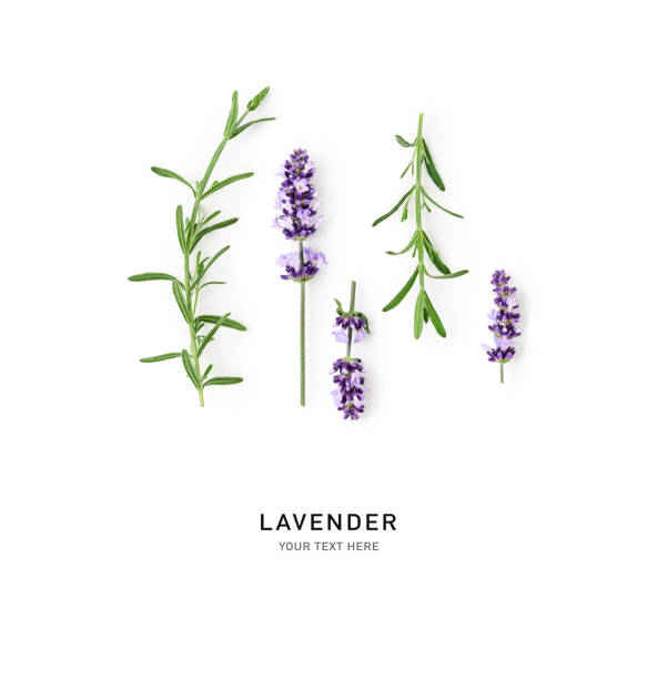 Lavender flowers and leaves row isolated on white background. Top view, flat lay. Creative layout. Floral design element. Healthy eating and herbal medicine concept