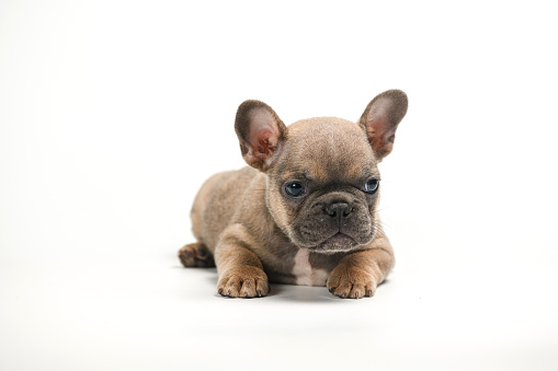 Adorable fawn French Bulldog puppy, lying on the stomach. Isolated on a white background.