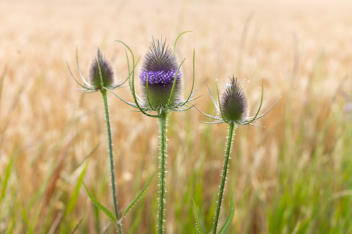 close up of flowering thistles in wheat field