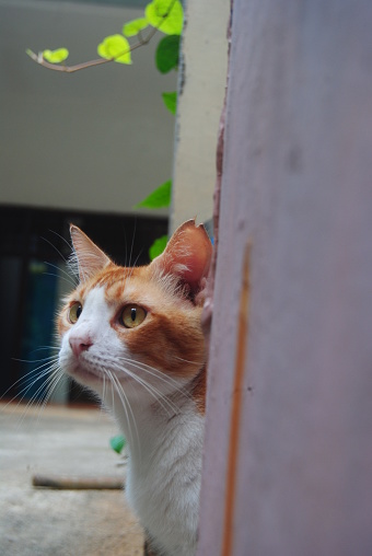 A curious ginger cat