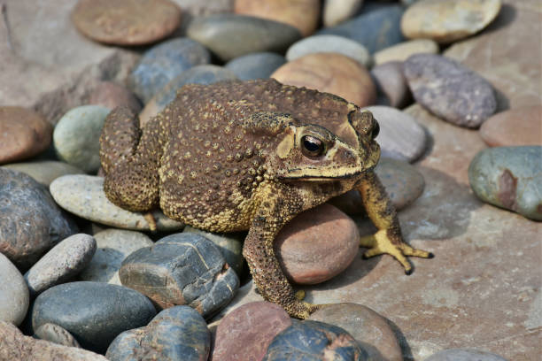 istock A toad was waiting for photos at the patio stone. 1518949685