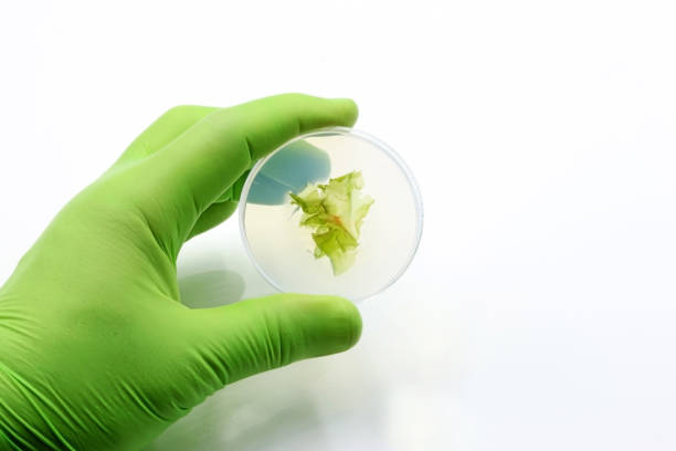 istock Cultivation of green algae or macro algae in the scientific research laboratory. Nutritional value of algae 1518958592