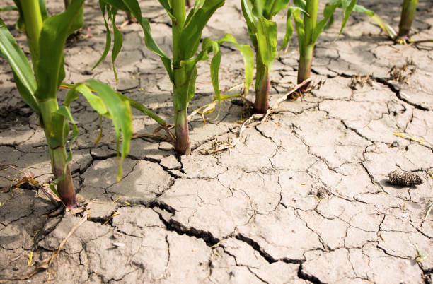 istock Dehydrated earth or farmland with corn plant 1518973885