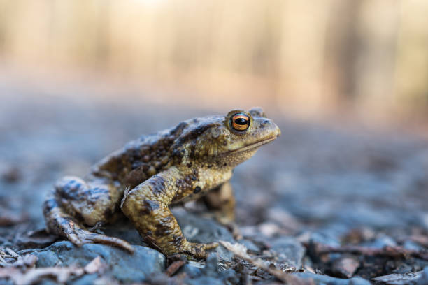 le crapaud commun, le crapaud européen (bufo bufo) sur la route boisée, les crapauds sont utiles dans le jardin, ils mangent des limaces et des escargots. - common toad photos et images de collection