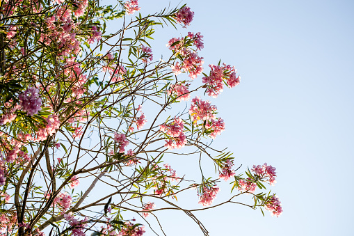 Flowering Branch of Oleander Rose