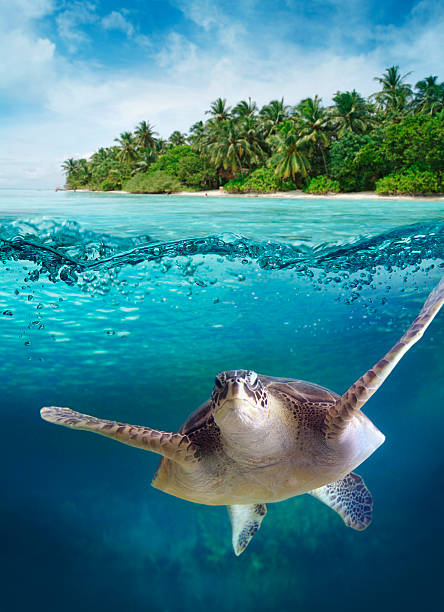 istock Big turtle floating in the sea 151900779