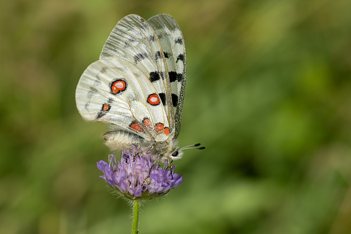 Close shot of an Apollo or mountain Apollo (Parnassius apollo) butterfly resting on a field scabious.