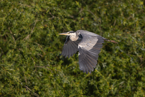 Flying grey heron (Ardea cinerea) in front of a forest.