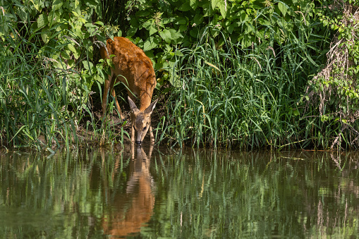 Female roe deer (Capreolus capreolus) standing on a river bank drinking water.