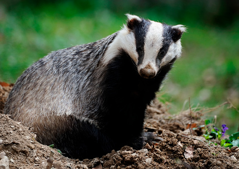 Close-up of an European badger also called Eurasian badger (Mele meles). This species belongs to the weasel family (Mustelidae).