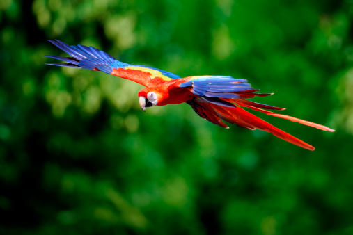 A red scarlet macaw (Ara macao)in flight.