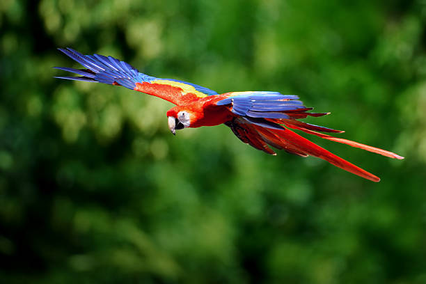 มาคอว์สีแดงสดบินในธรรมชาติ - scarlet macaw ภาพสต็อก ภาพถ่ายและรูปภาพปลอดค่าลิขสิทธิ์
