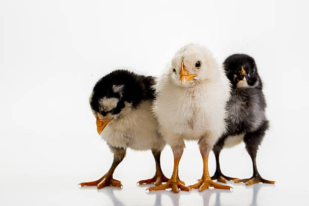 tre ragazze - chicken friendship three animals color image foto e immagini stock