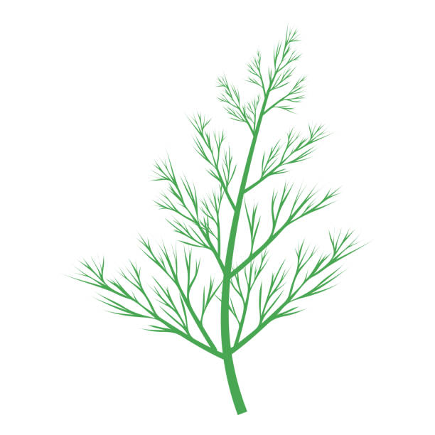 illustrations, cliparts, dessins animés et icônes de branche d’aneth verte. - fennel white background single object vegetable