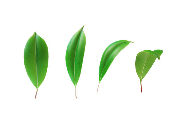 istock Green Flowing Leaves On White Background 1519043065
