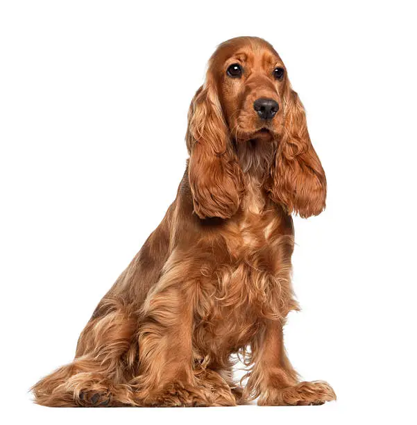 English cocker spaniel, 9 months old, sitting against white background