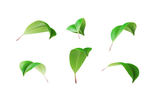 Green flowing leaves on white background. Horizontal composition with clipping path.