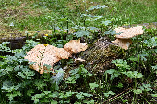 Unidentified Bracket Fungus on old Sycamore tree stump. At 900ft in North Yorkshire