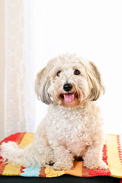 Cute dog portrait Portrait of happy coton de tulear dog sitting on colorful carpet coton de tulear stock pictures, royalty-free photos & images
