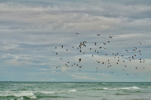 Skagen Beach and a large number of seagulls take off from the beach. Danish seagulls take off.  A large flock of seagulls fly over Skagen Beach.