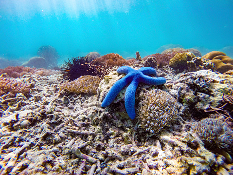 An orange starfish placed on an underwater rock covered in colorful corals and water plants in its tank at Cattolica aquarium