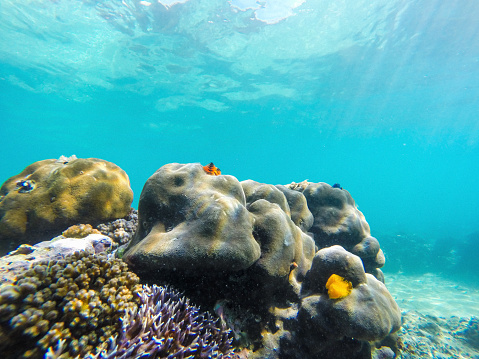 An underwater scene of a coral reef. Stoned corals form the foundation of the reef, and upon them rest peculiar organisms resembling small, fluffy pine trees. The sea water surrounding the corals is transparent, allowing for clear visibility of the intricate details. Its blue hue creates a serene and tranquil atmosphere. Although no fish are visible in the frame, the focus is on the colorful and unique fluffy organisms and the natural beauty of the coral reef ecosystem.