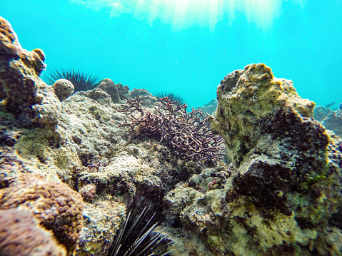 An underwater view of a coral reef. The reef appears stone-like and devoid of fish, but some sea urchins are visible on its surface. Despite the reef's overall lifeless appearance, there are patches of living corals adding a touch of vitality to the scene. The water surrounding the reef is transparent and has a clear, blue hue. Sun rays can be seen penetrating through the water, creating a natural illumination within the underwater environment.