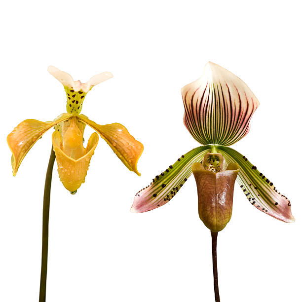 istock Orchid isolated, Paphiopedilum 151908284