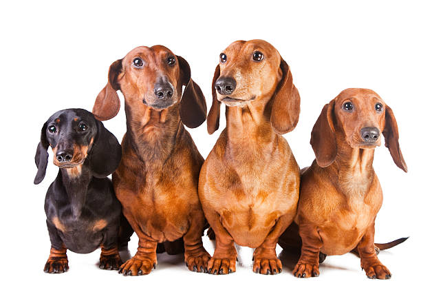 Four Dachshund Dogs sitting on isolated white stock photo