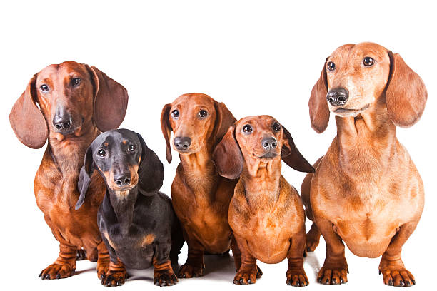 five Dachshund Dogs stock photo