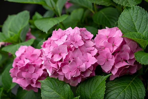 Pink hydrangea flower with leaves