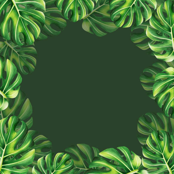 istock Watercolor frame with realistic tropical illustration of monstera isolated on white background. Beautiful botanical hand painted floral elements. For designers, spa decoration, postcards, wedding, greetings, wallpapers, wrapping paper, scrapbooking, cove 1519106407